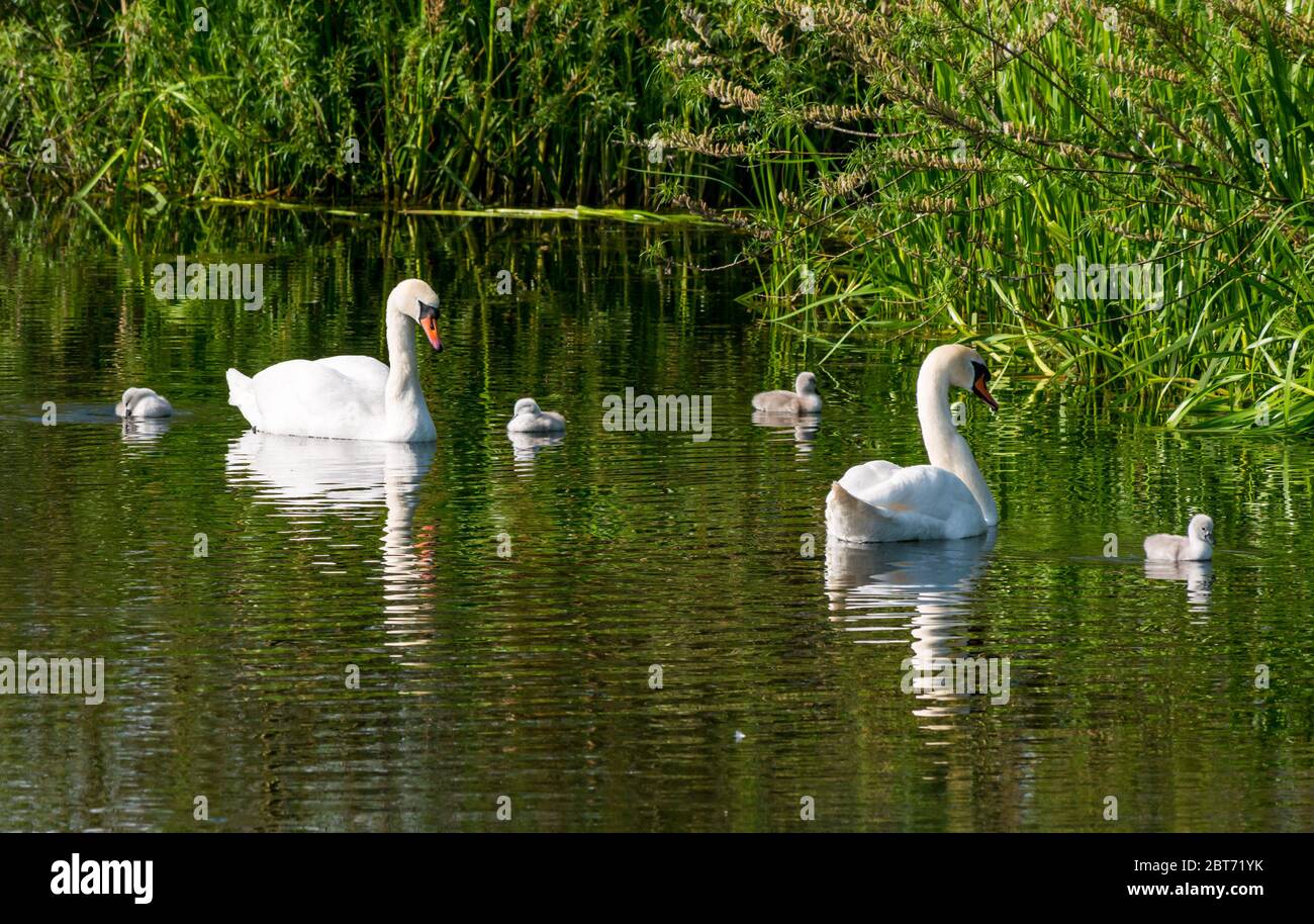 Paar stumme Schwäne, Cygnus olor, mit Cygnets schwimmen in Reservoir mit Reflexionen im Wasser, East Lothian, Schottland, Großbritannien Stockfoto