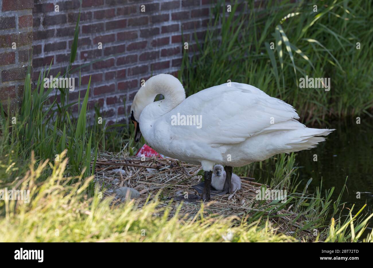 schwan mit Nest mit einem jungen Schwan, der erst Tage alt ist und durch seine Beine schaut Stockfoto