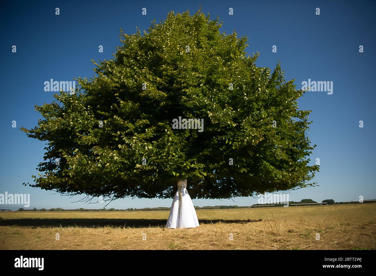 Sommer Hochzeit Bilder Idee - Baum statt Kopf. Stockfoto
