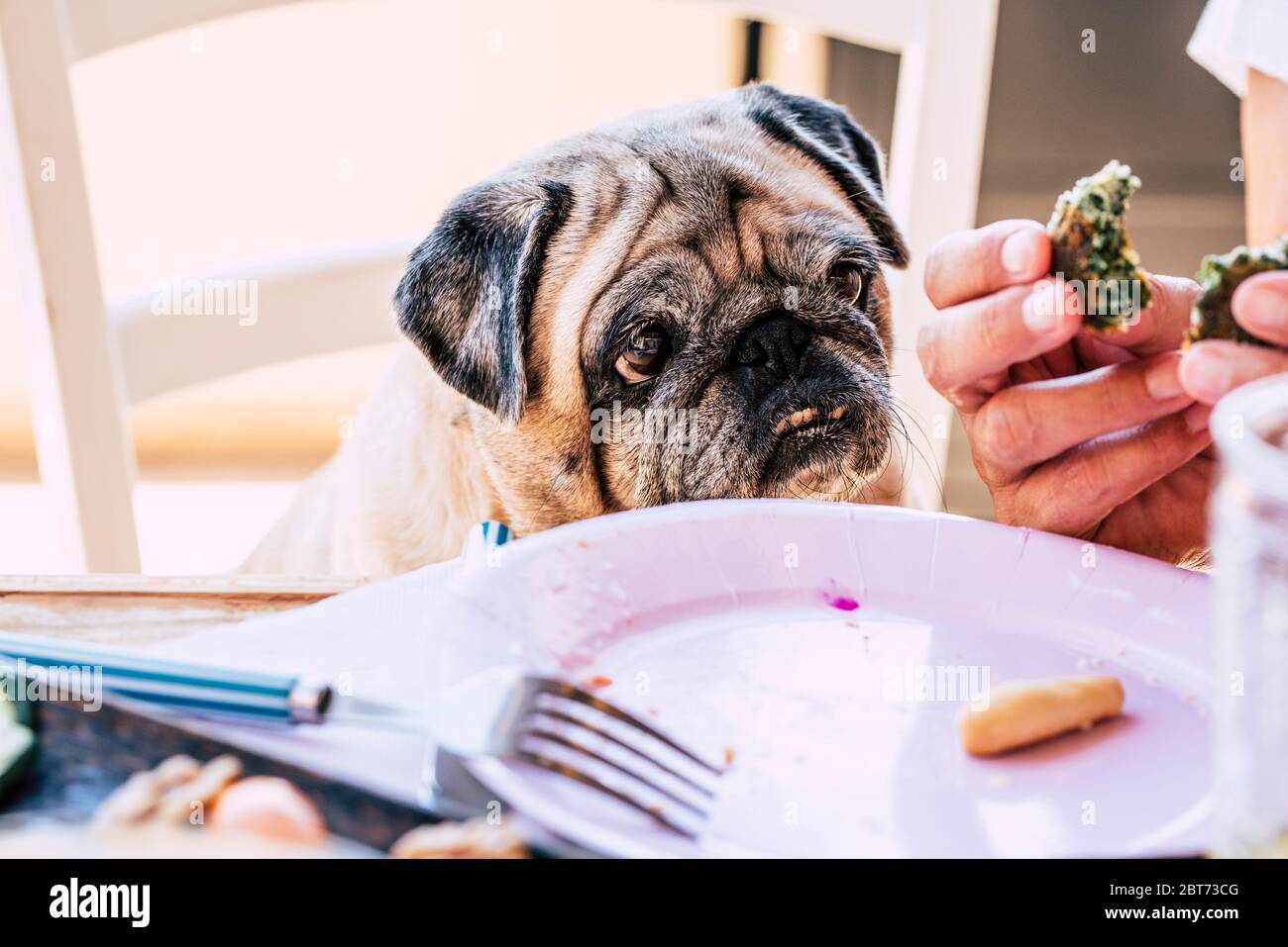 Mops mit zähnen Fotos und Bildmaterial in hoher Auflösung Alamy