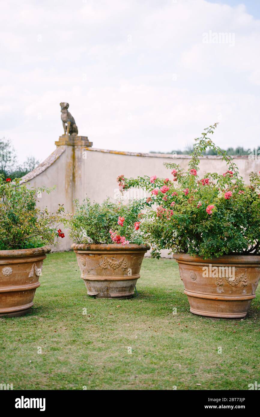 Drei große Tontöpfe, mit rosa Rosen auf dem Rasen, im Garten einer alten  Villa in Italien Stockfotografie - Alamy