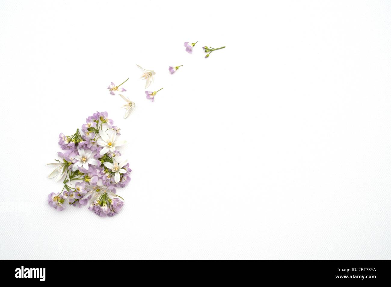 Nahaufnahme von wilden Pastellblumen auf weißem Hintergrund Stockfoto