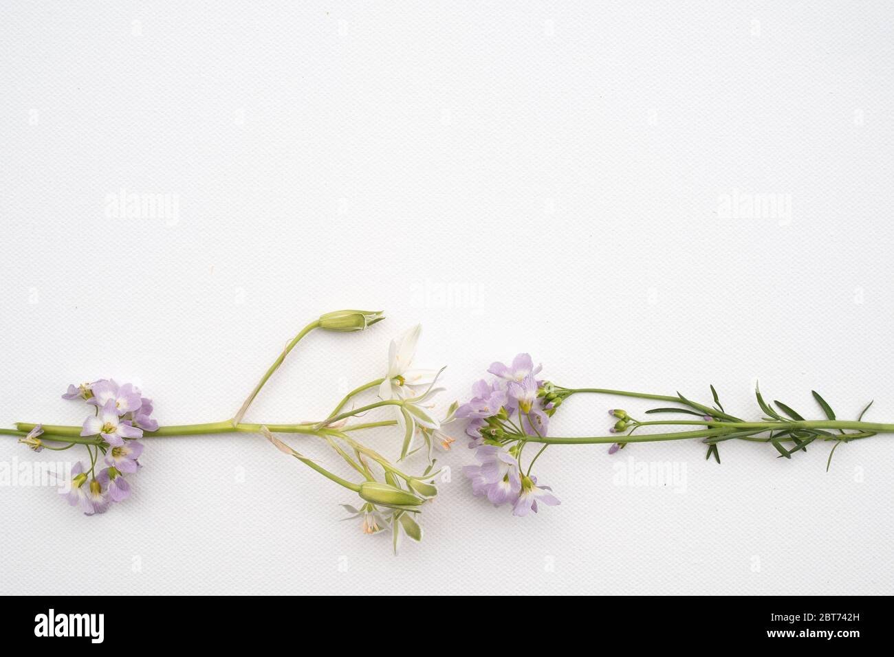 Nahaufnahme von wilden Pastellblumen auf weißem Hintergrund Stockfoto