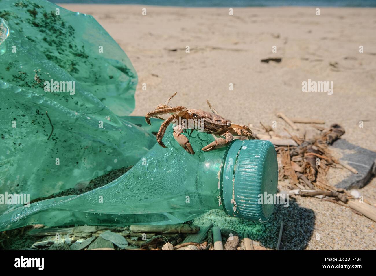 Meereskrabbe auf abgesandten Plastikflaschen auf verschmutztem sandigen Lebensraum der Küste Stockfoto