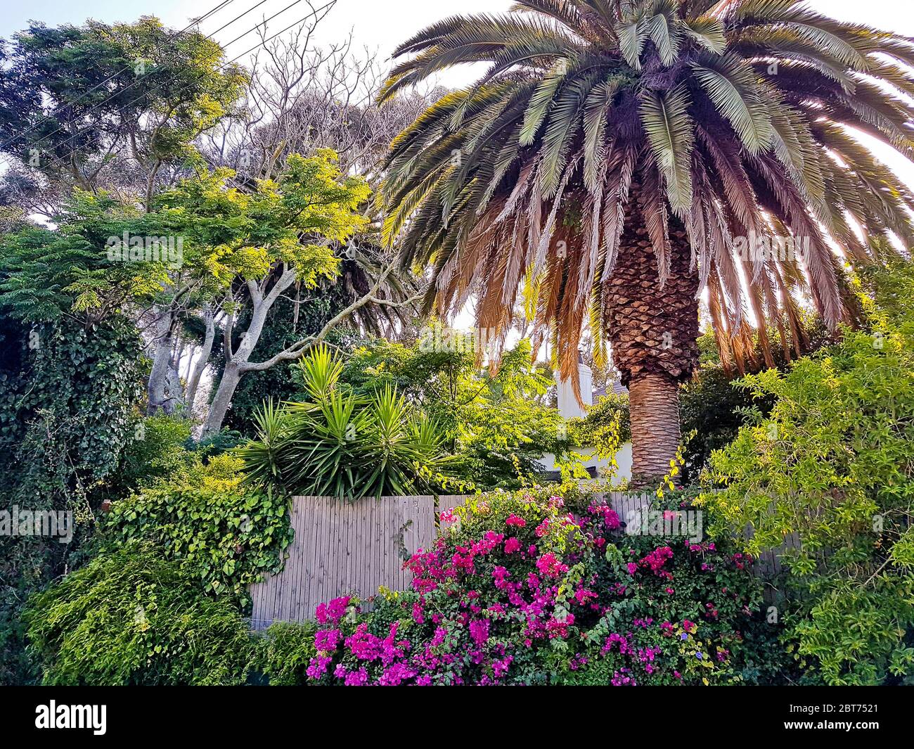 Wunderschöner südafrikanischer Garten mit Palmen in Claremont, Kapstadt. Stockfoto