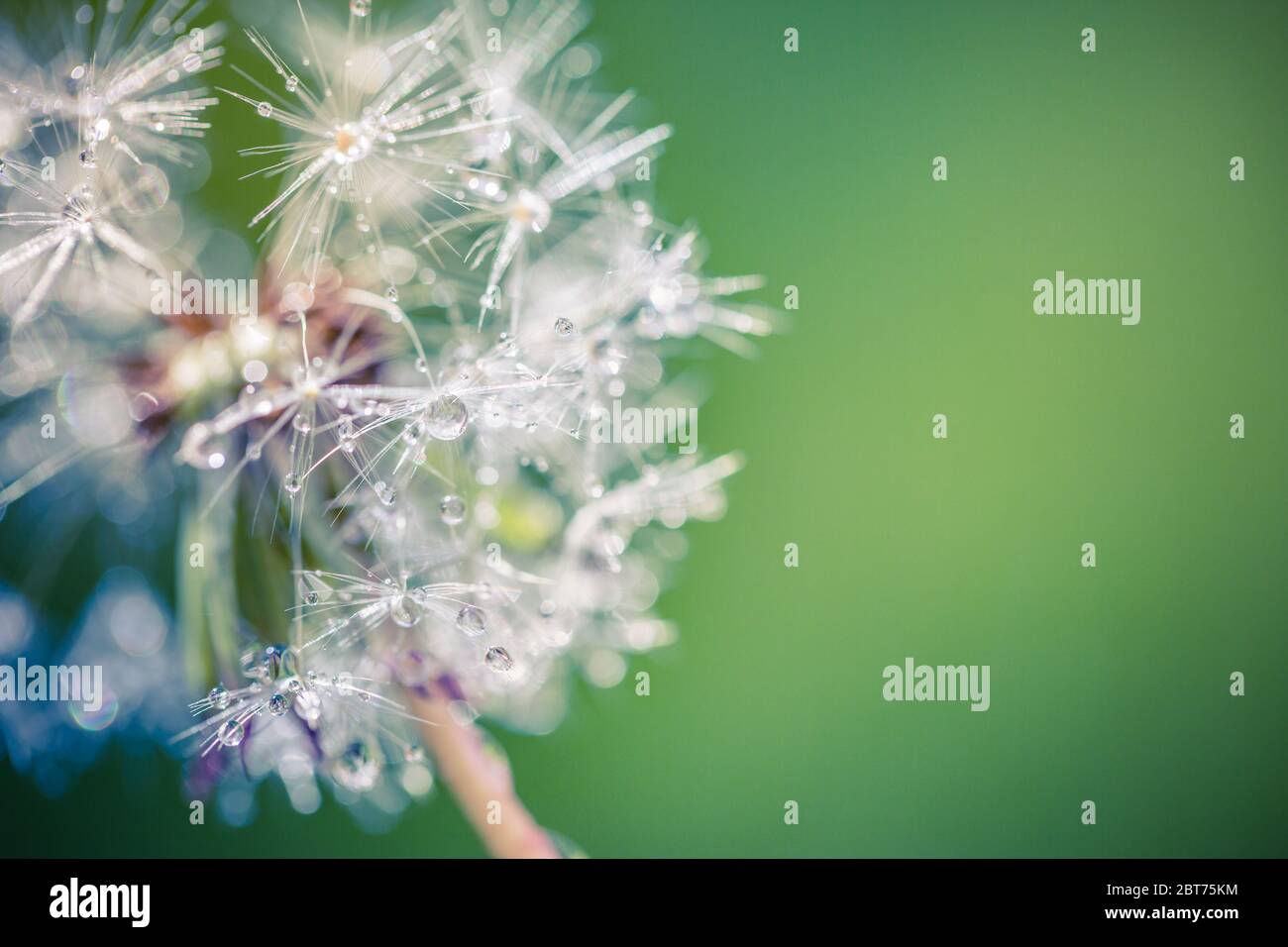 Schöner Wassertropfen auf einem Löwenzahn-Blume Samen Makro in der Natur. Künstlerische Frühling Natur Nahaufnahme, helles Makro des Löwenzahns. Friedliche Natur Hintergrund Stockfoto