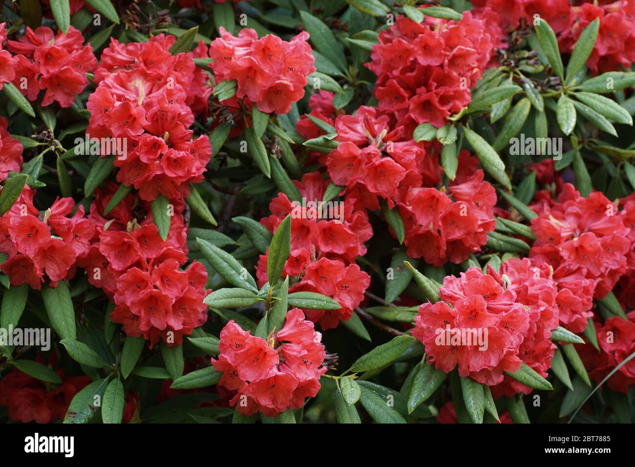 Rhododendron Tally Ho Stockfoto