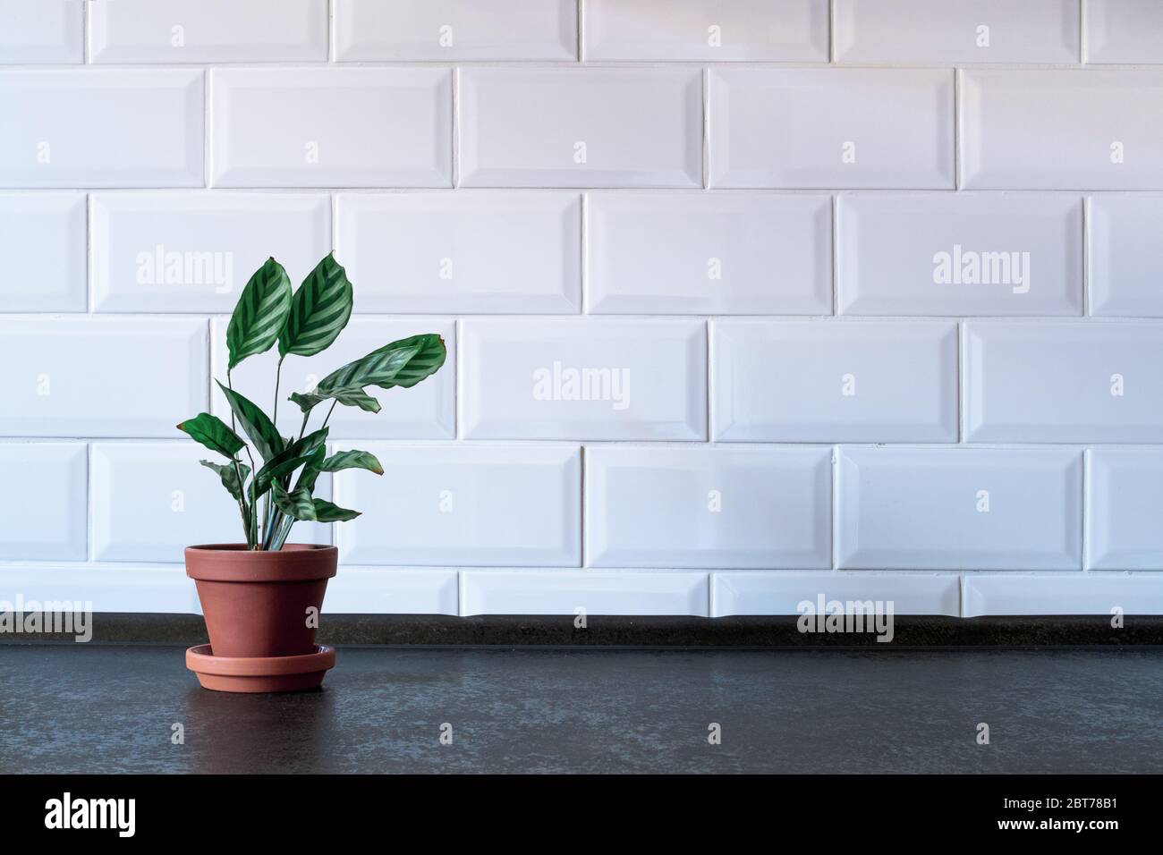 Pflanze in einem Terrakotta-Topf, einfacher Hintergrund. Mit Platz für Ihren Text. Stockfoto