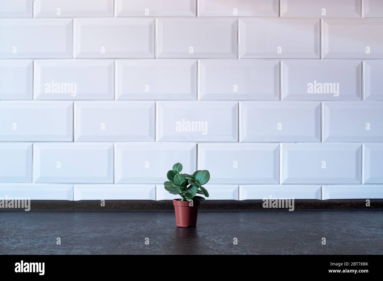 Pflanze in einem Terrakotta-Topf, einfacher Hintergrund. Mit Platz für Ihren Text. Stockfoto