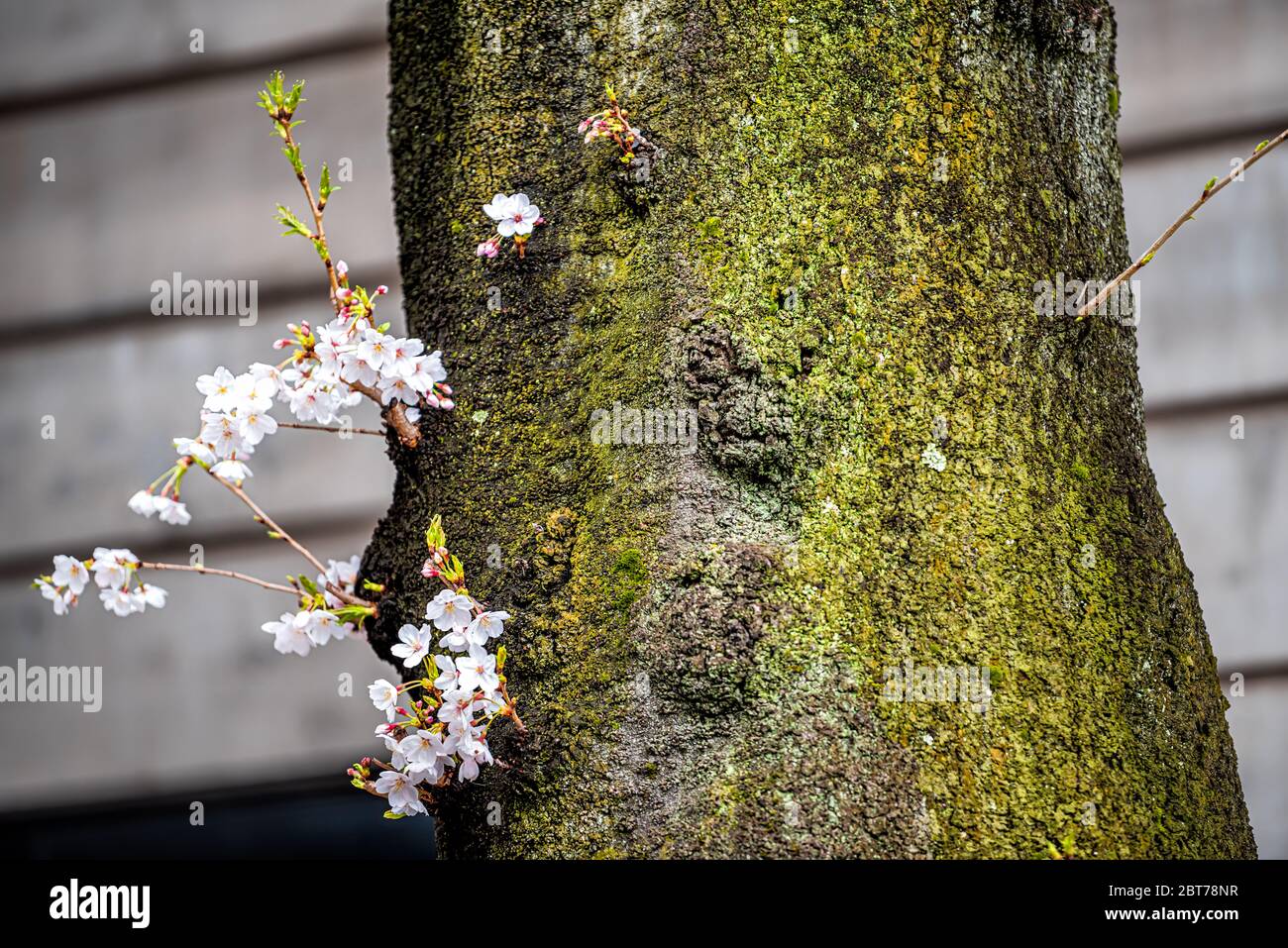 Tokio, Japan Hie shinto-Tempel Schrein Nahaufnahme von Kirschbaum Zweig Sakura Blumen auf Moosstamm im Frühjahr mit verschwommenem Hintergrund des Gebäudes in Garde Stockfoto