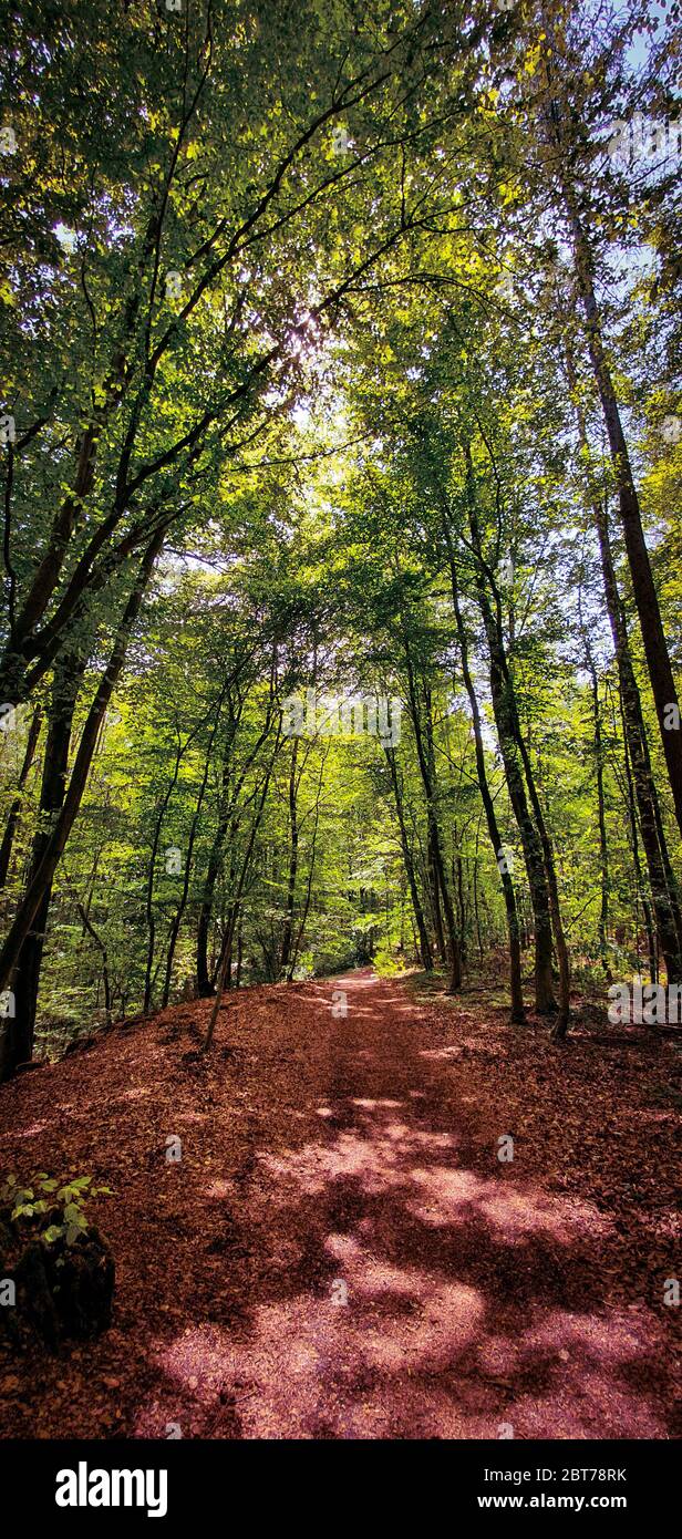Schöner Waldwanderweg und Radweg umgeben von grünen Bäumen und Sonnenstrahlen, die durch. Üppig grüner Zug in Kottenforst, Deutschland. Stockfoto