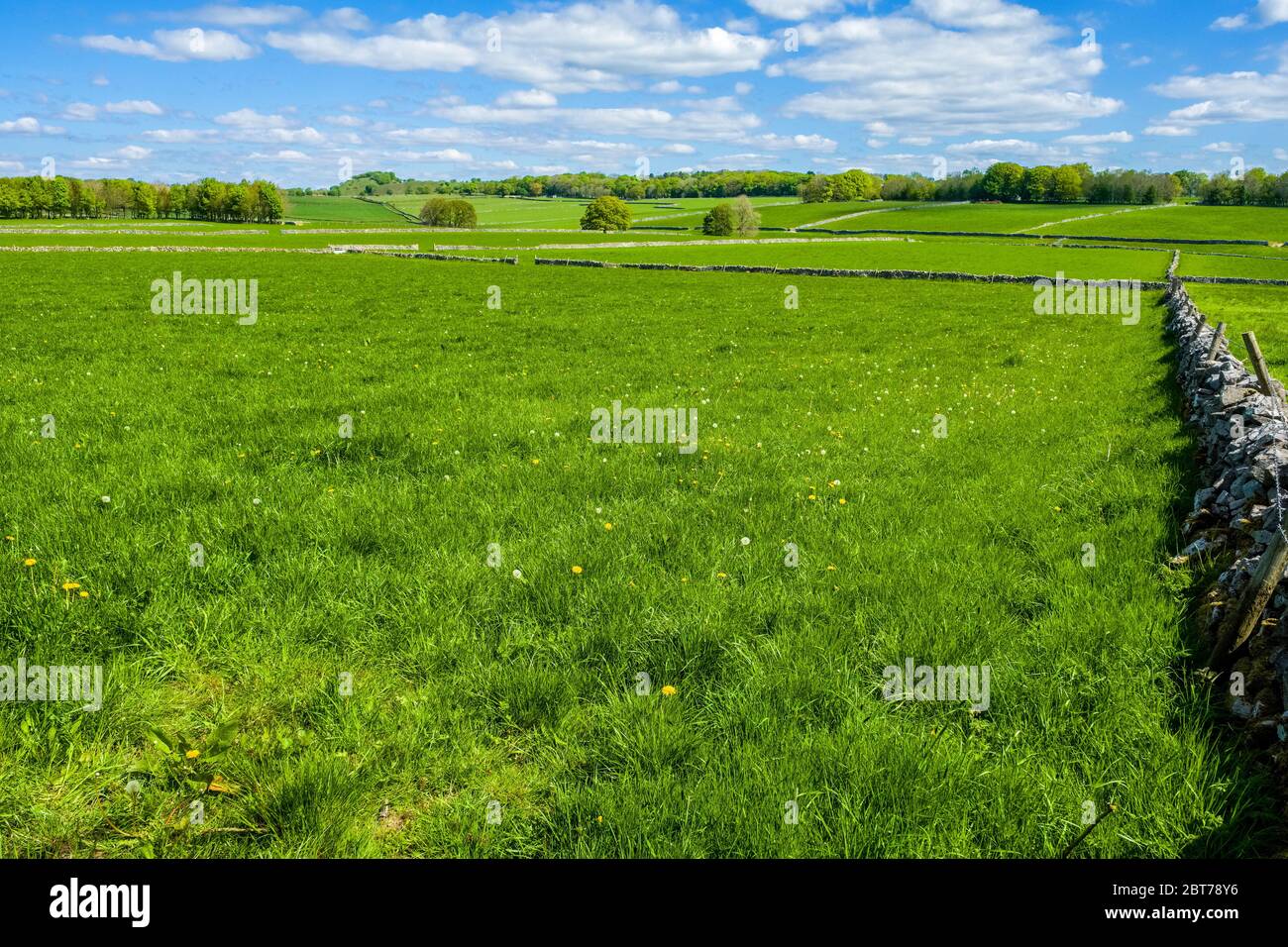 Grüne Weide in der Gemeinde Green Fairfield in der Nähe von Buxton, Derbyshire. Peak District National Park Stockfoto