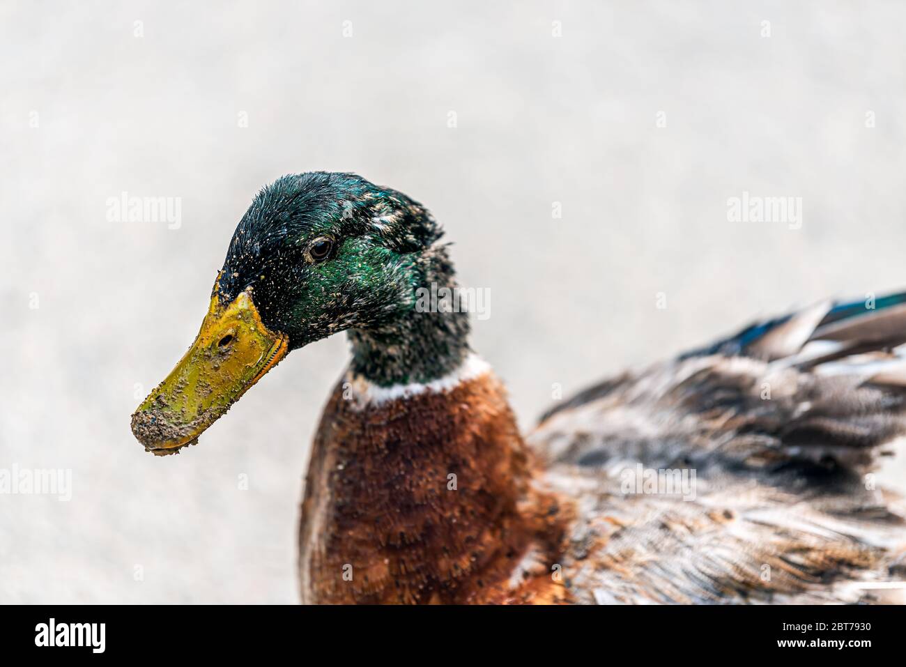Ein schmutziger Stockente Vogel Wasservögel Nahaufnahme nach dem Angriff von Gänsen in Hida no Sato Folk Dorf See Teich in Gifu Präfektur, Takayama, Japan Stockfoto