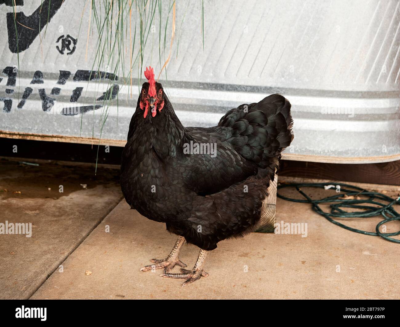 Schwarzer Australorp Hahn oder männliches Huhn mit einem roten Kamm. Stockfoto