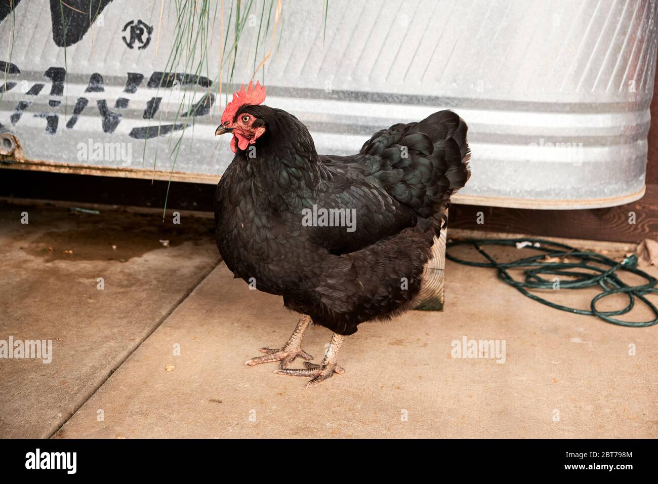 Schwarzer Australorp Hahn oder männliches Huhn mit einem roten Kamm. Stockfoto