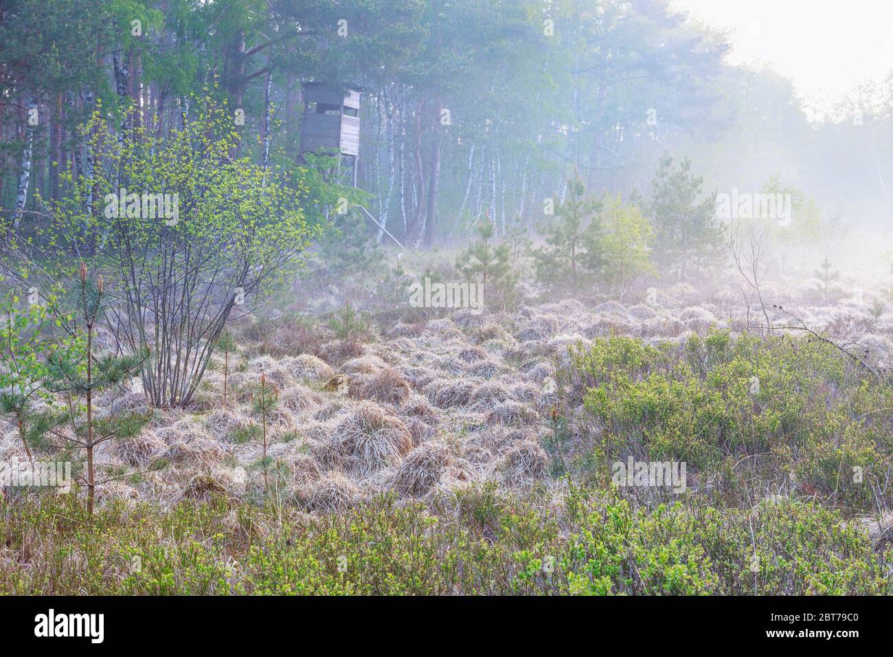 Nebliger Morgen im wilden Wald Stockfoto