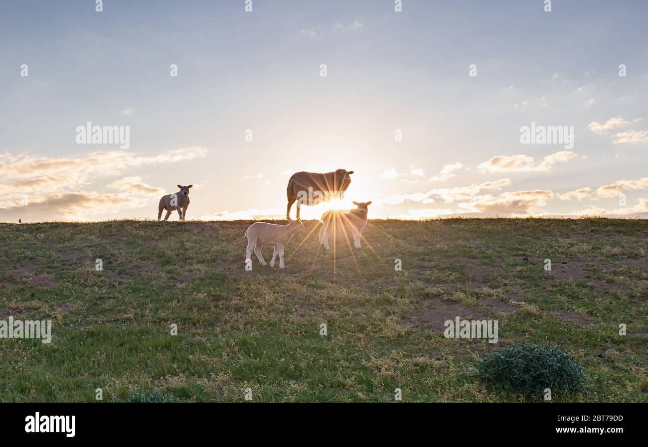 Schafe mit Lämmern auf Weide gegen Sonnenschein im Sommer Stockfoto