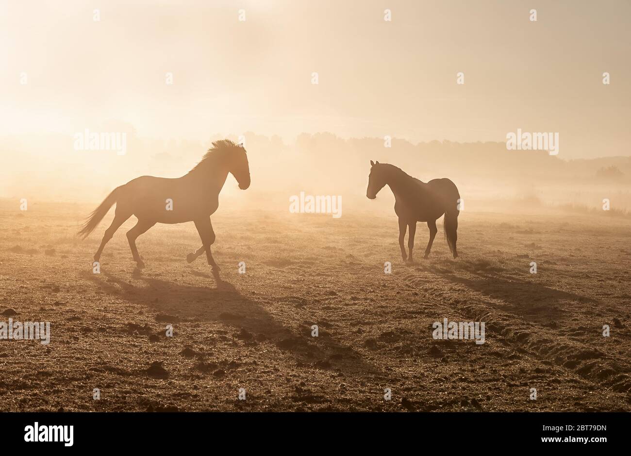 Pferde galoppieren bei Sonnenaufgang auf nebliger, sonniger Weide Stockfoto