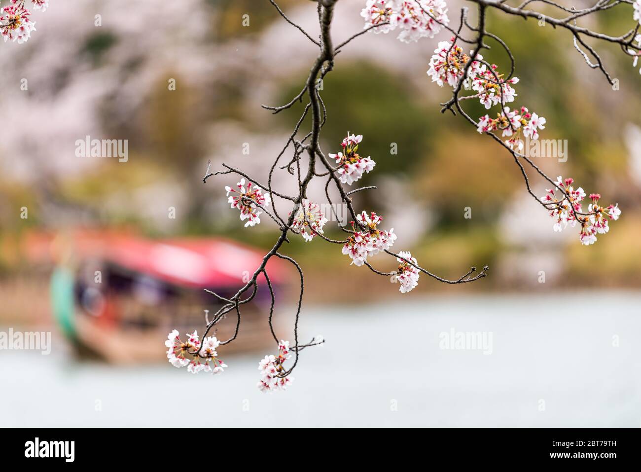 Kyoto, Japan Vordergrund Nahaufnahme Makro der Sakura Kirschblütenzweig Blumen und Hintergrund Osawa-no-Ike Teich See im Frühjahr in Arashiyama Daikaku Stockfoto