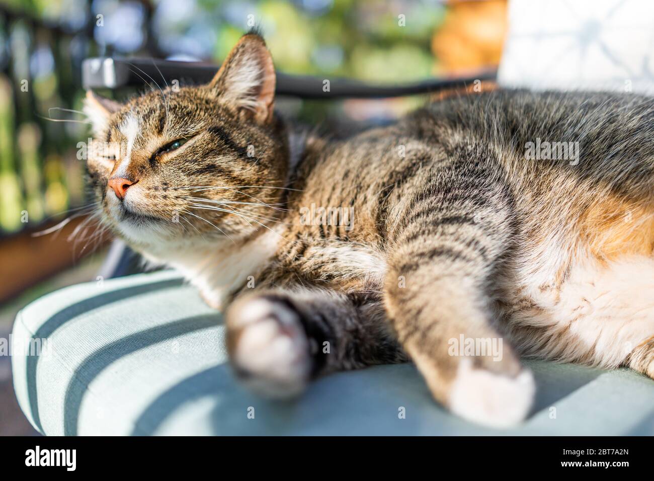 Nahaufnahme von niedlichen schläfrigen calico tabby Katze Gesicht liegt im Schatten auf dem Stuhl auf dem Rücken im Freien Garten an sonnigen Tag vor starkem Sonnenlicht blinzeln Stockfoto