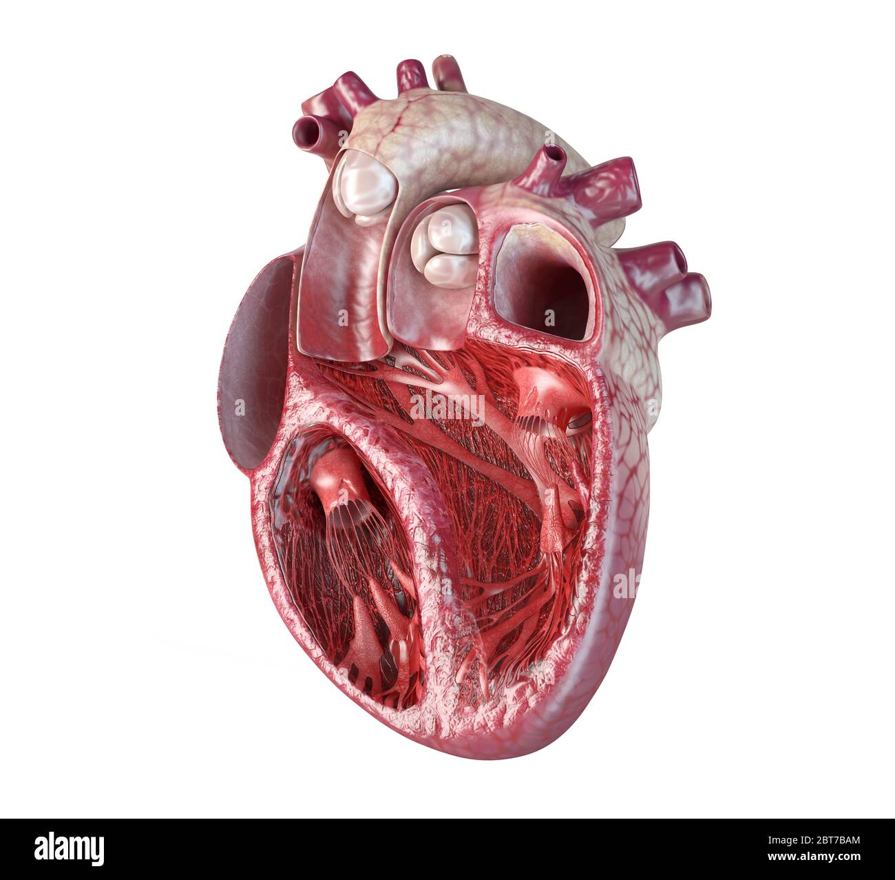 Menschlicher Herzquerschnitt, mit detaillierter innerer Struktur. Nahaufnahme auf weißem Hintergrund. Stockfoto