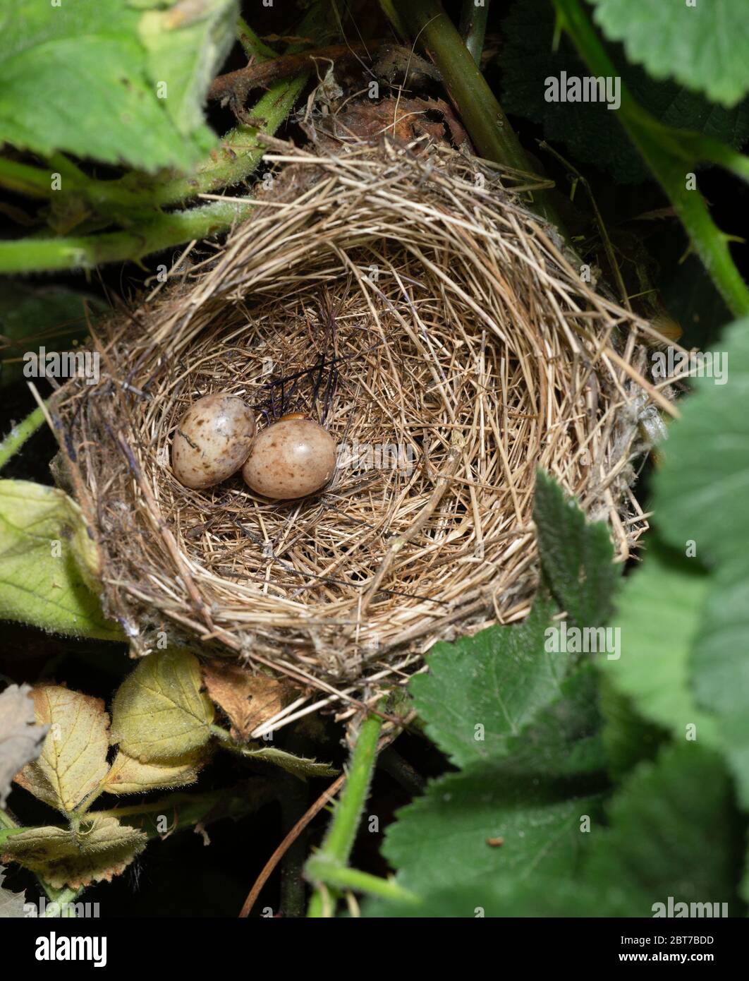 Nest von Blackcap, Sylvia atricapilla, mit zwei Eiern, im Bromble-Busch, Pferdehaar-Pilz-Filamente in Nestfutter, Queen's Park, London, Vereinigtes Königreich Stockfoto