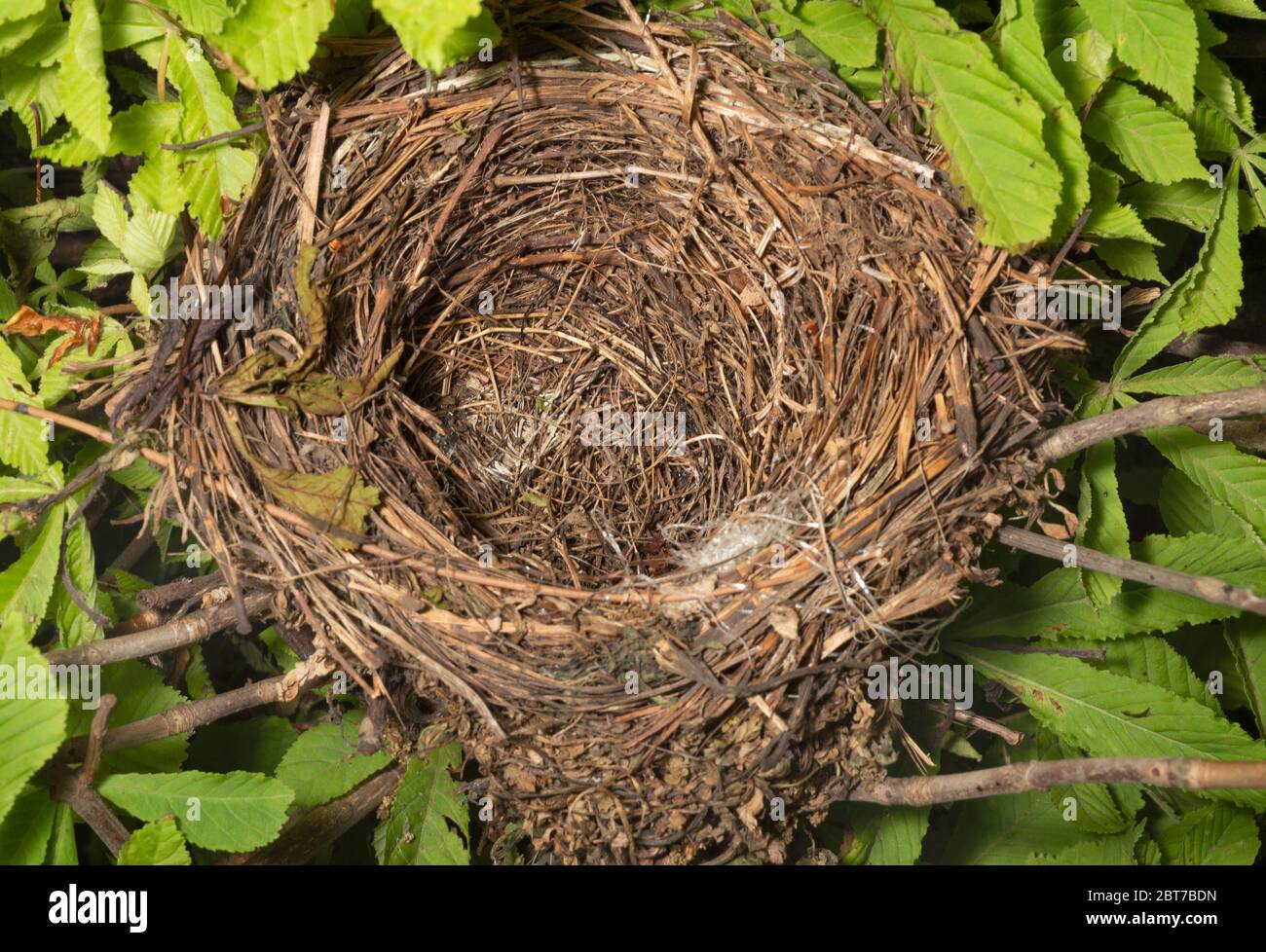 European Blackbird, Turdus merula, Nest in Horse Chestnut Tree, Queen's Park, London, Großbritannien gebaut Stockfoto
