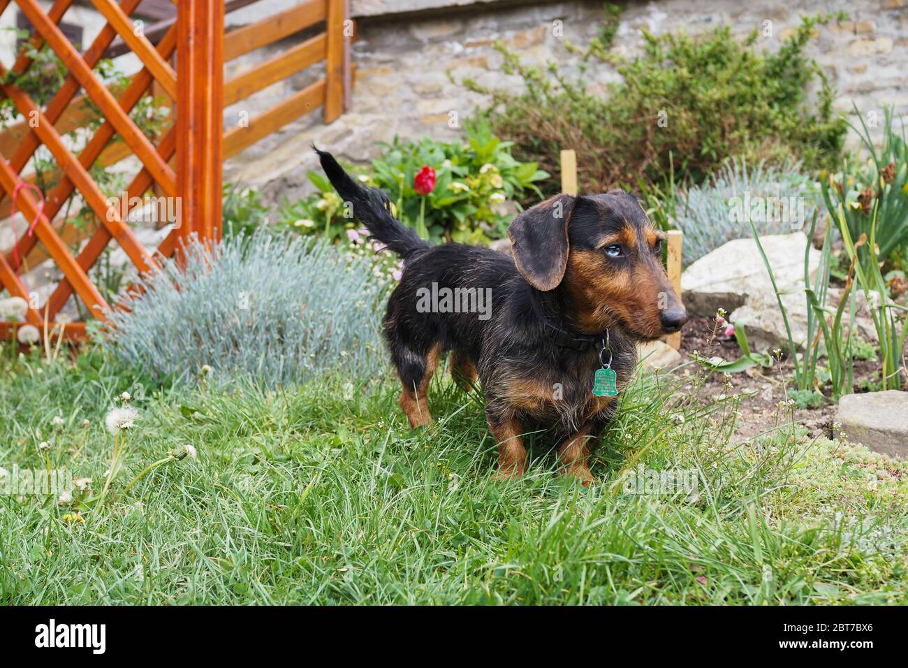 Haustier im garten Fotos und Bildmaterial in hoher Auflösung Alamy