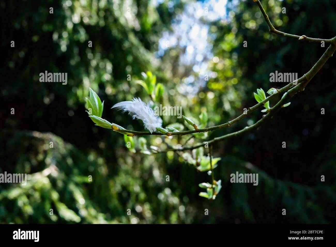 Natur und natürliche Welt Hintergrund Foto Stockfoto