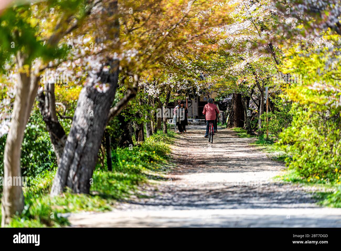 Uji, Japan - 14. April 2019: Trail Road Pfad im Frühling in traditionellen Dorf mit Menschen Fahrrad fahren Wandern an Kirschblüten Sakura Baum auf stre Stockfoto