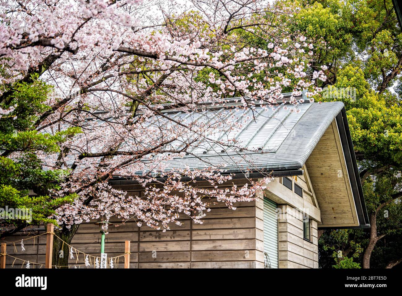 Tokio, Japan - 30. März 2019: Gebäude in Hie-Schrein Tempelanlage mit japanischer Architektur Dach und Kirschblütenbaum Stockfoto