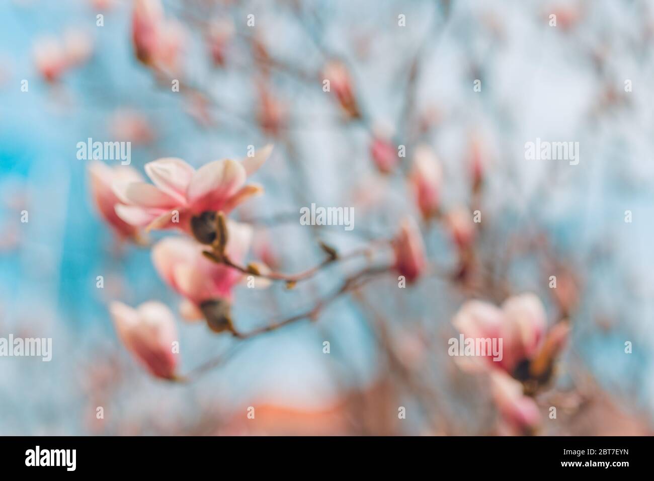 Baumzweig mit Magnolienblüten. Magnolienblüte im frühen Frühjahr. Der Beginn der Blüte der Magnolie. Magnolienbaum im frühen Frühjahr Stockfoto