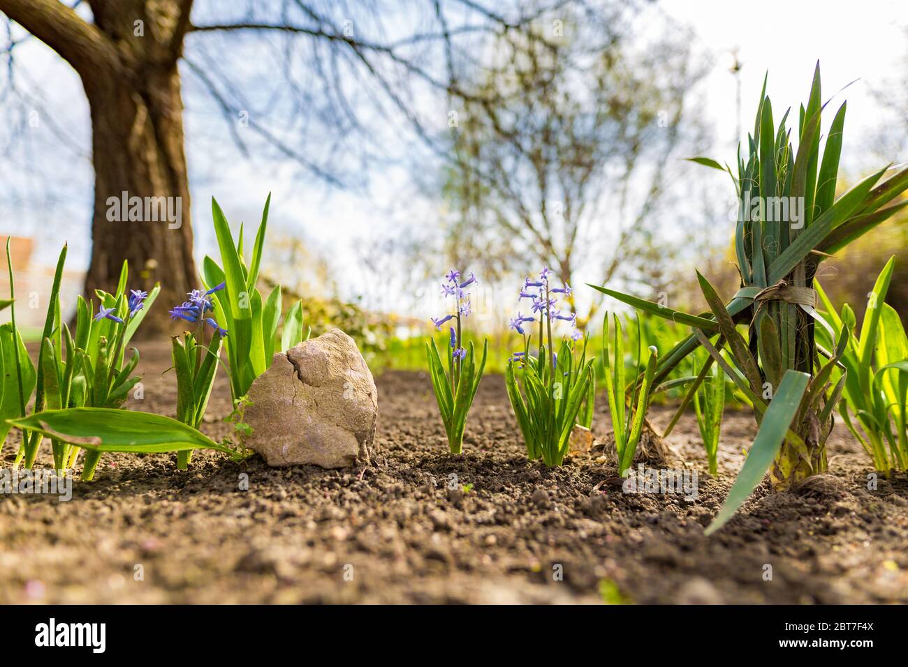 Frische Blumen Sämlinge wachsen in der Morgensonne, Frühfrühling Garten Hintergrund. Frische Blätter und Gartenblumen wachsen Stockfoto