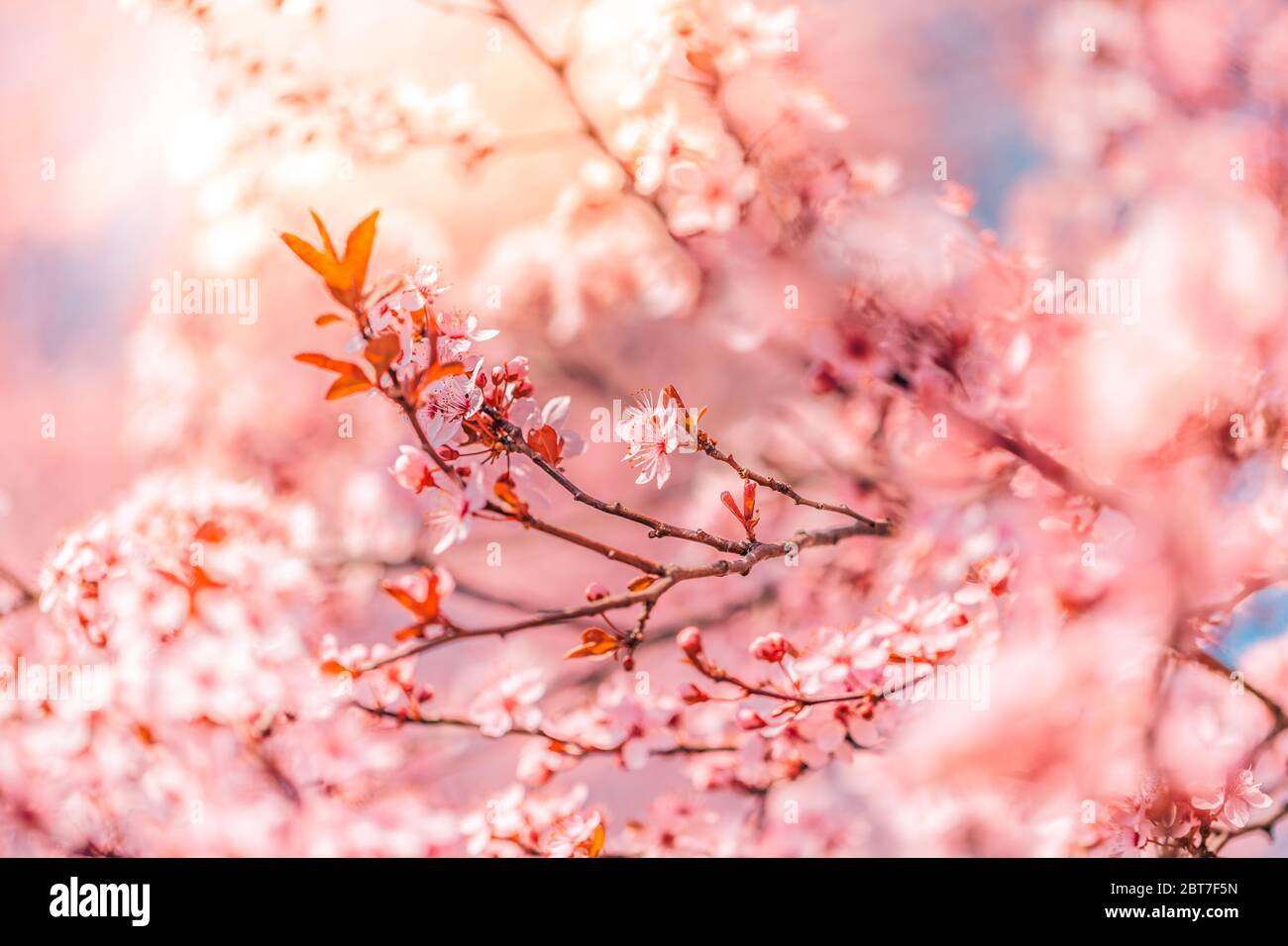 Frühling Rand Hintergrund mit rosa Blüte. Traum verschwommen Frühlingsblumen auf Baum, sonnigen Morgen. Stockfoto