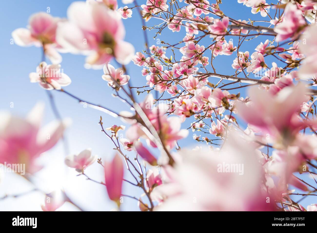 Perfekte Natur Hintergrund für Frühling oder Sommer Hintergrund. Rosa Magnolien Blüten und weichen blauen Himmel als entspannende launische Nahaufnahme Stockfoto