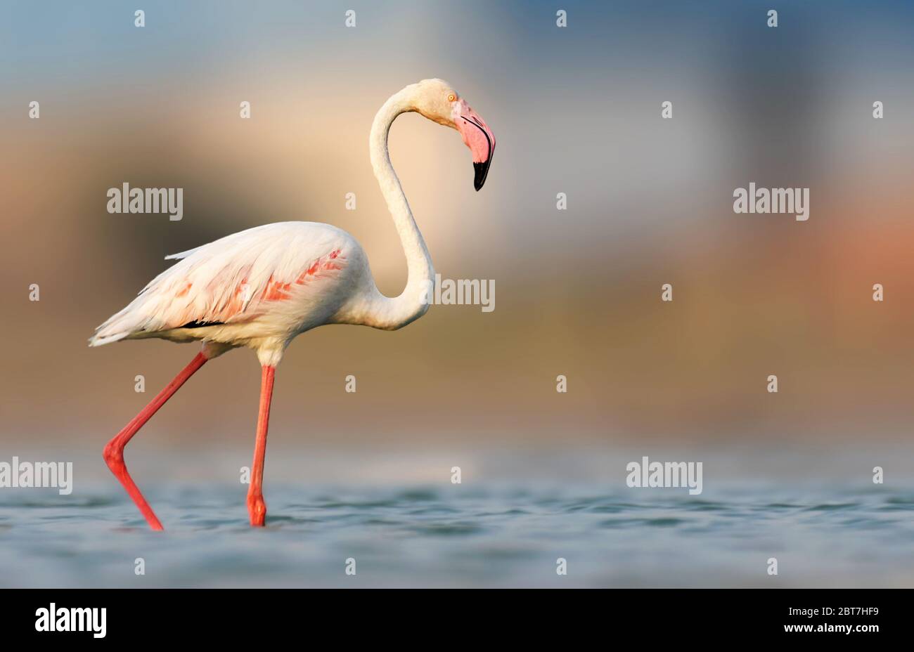 Diese berühmten rosa Vögel sind in warmen, wässrigen Regionen auf vielen Kontinenten zu finden. Sie bevorzugen Umgebungen wie Mündungen und salzhaltigen oder alkalischen Seen. Stockfoto