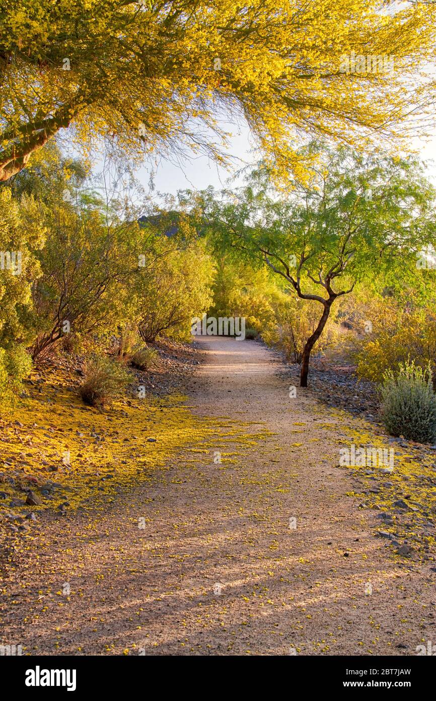 Palo Verde Baum In Voller Blute Stockfotos Und Bilder Kaufen Alamy