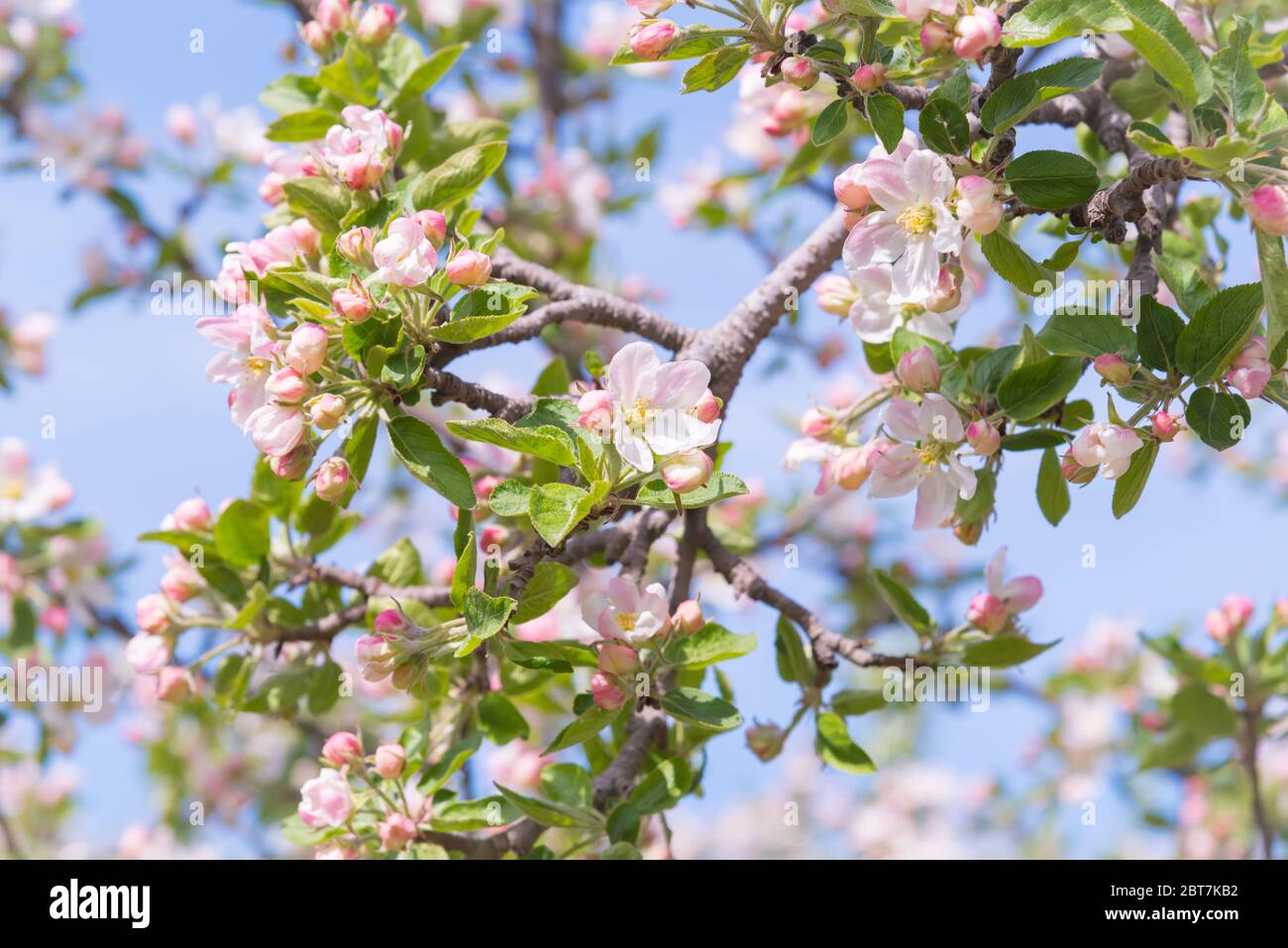 Apfelblüten auf Zweig in Obstgarten mit blauem Himmel Hintergrund Stockfoto