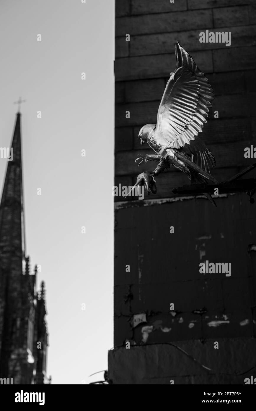 Statue des goldenen Falken im Gladstones Land Edinburgh mit Kirchturm im Hintergrund. Dramatische Schwarzweiß-Aufnahme. Stockfoto