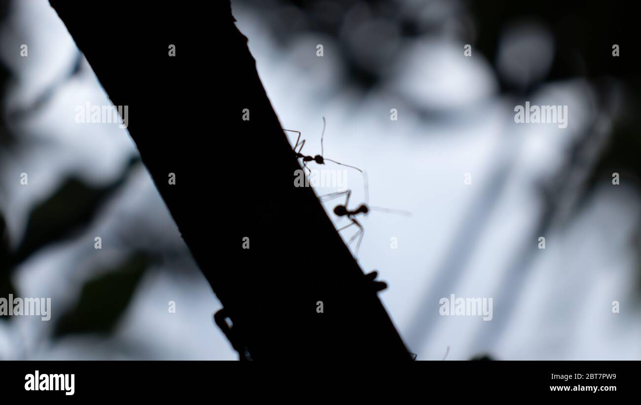 Ameisen Silhouette im dunklen Baumstamm Nahaufnahme Stockfoto