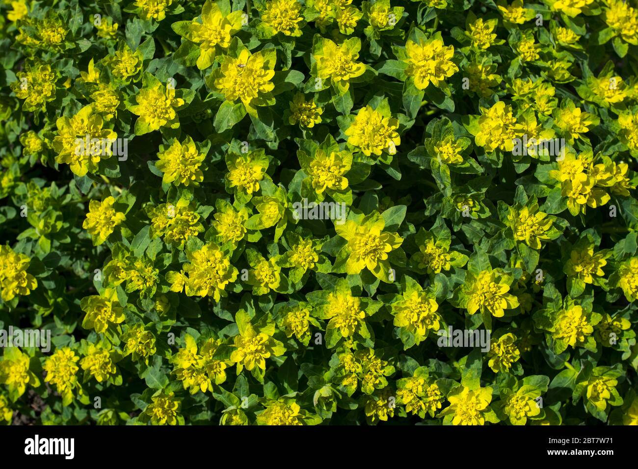 Eine schöne Pflanze mit gelben und grünen Blütenblättern in einem Frühlingsgarten an einem hellen Frühlingstag, die aus nächster Nähe mit der Kamera aufgenommen wurde Stockfoto