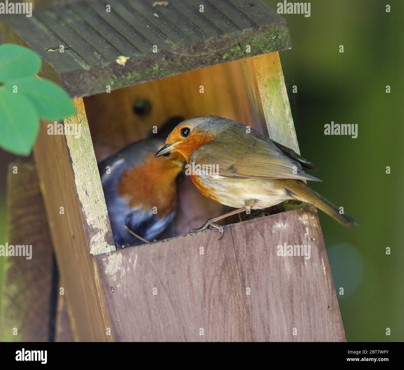 Robin am Nistkasten (Erithacus rubecula) Stockfoto