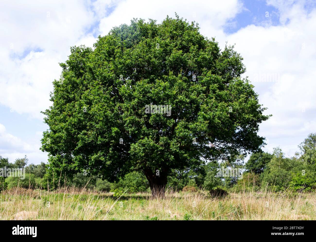 Großer Baum mit vollem Laub Stockfoto