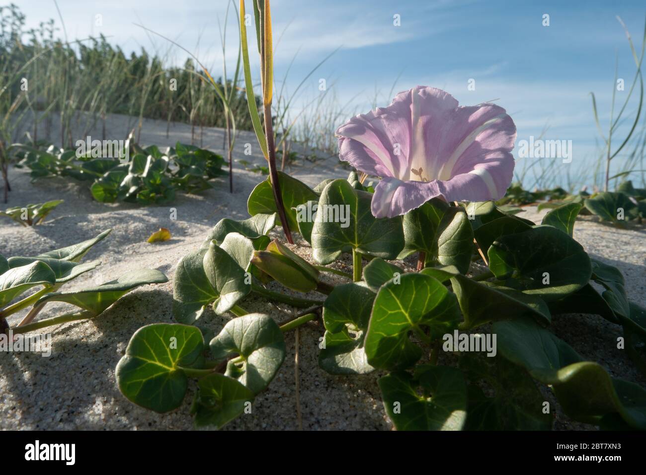 Calystegia soldanella ist eine blühende Pflanze, die zur Familie der Convolvulaceae gehört. Stockfoto