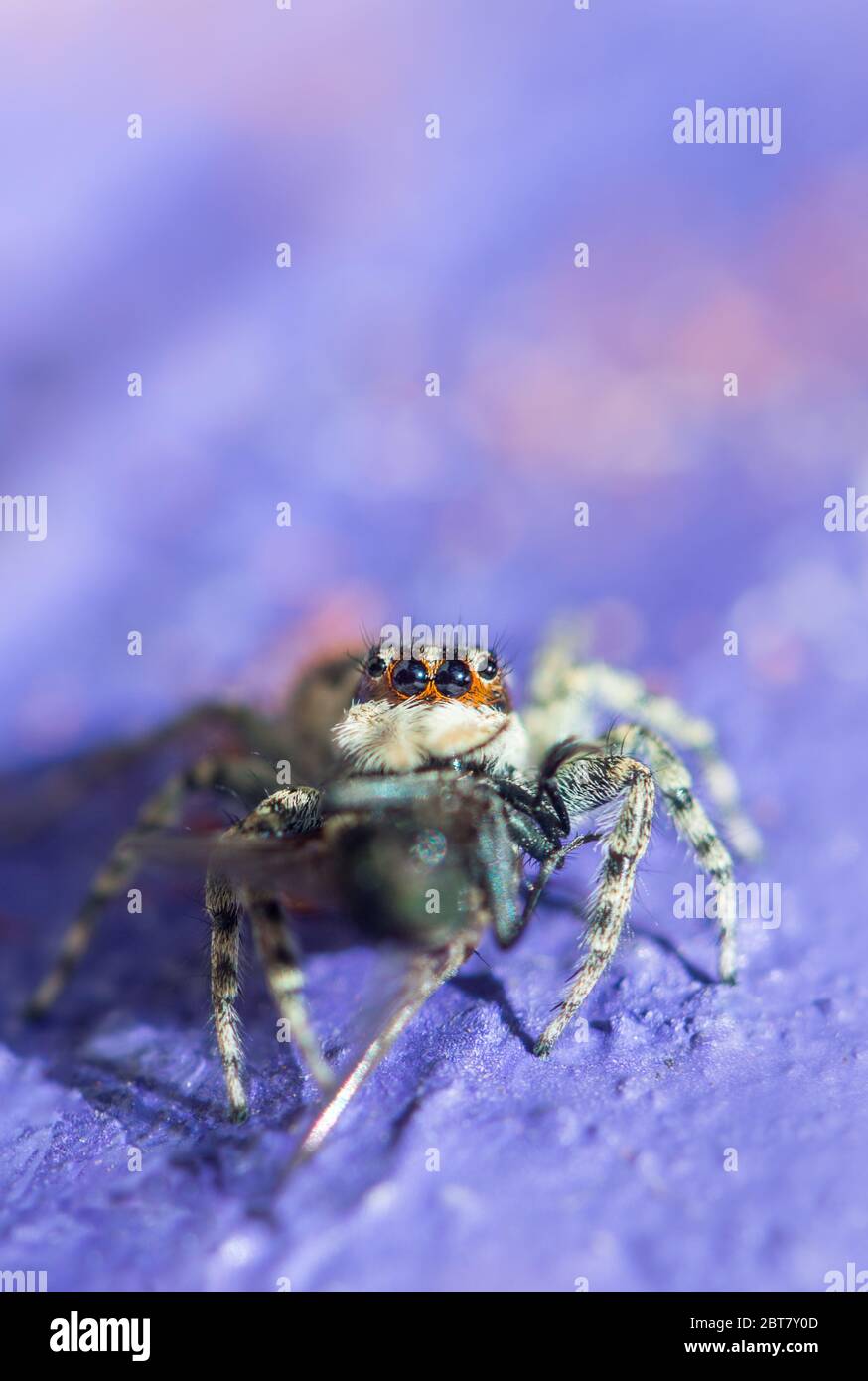 Graue Wandspringspinne, Menemerus bivittatus Fütterung Stockfoto