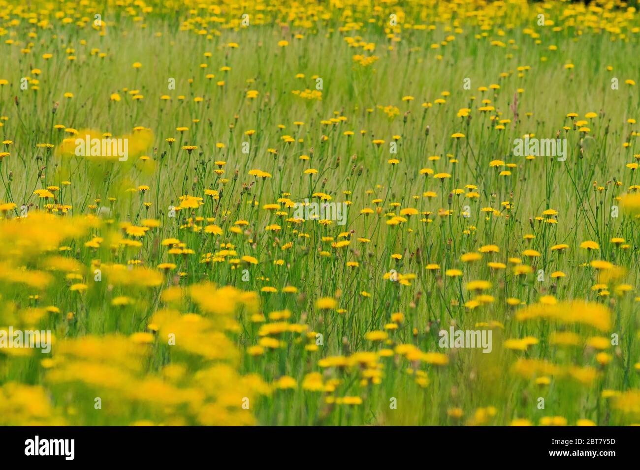 Wiese von gelben Wildblumen in voller Blüte. Stockfoto