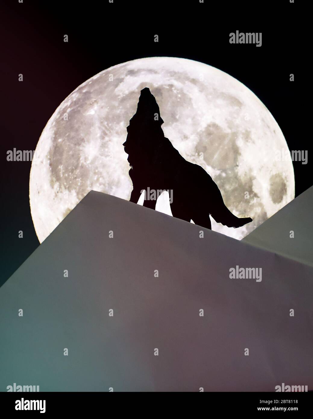 Behelfsmäßige Wölfe heulend auf den Mond Stockfoto