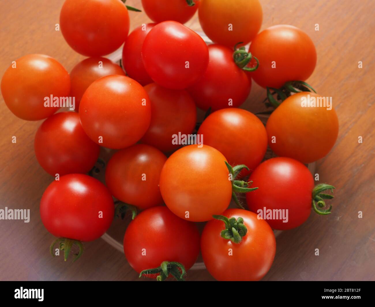 Nahaufnahme von geernteten reifen glänzenden roten Tomaten, Sorte Red Robin Stockfoto