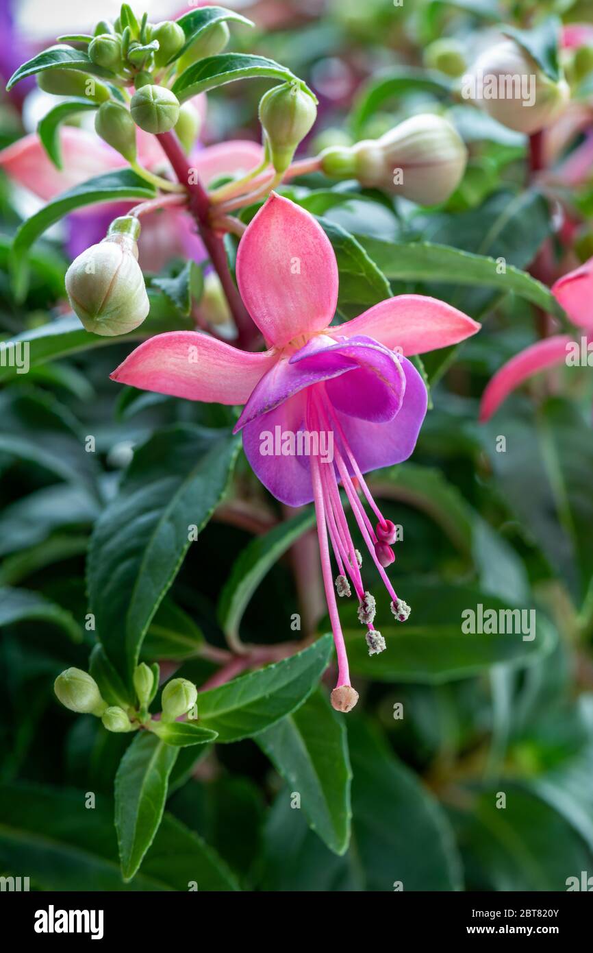 Nahaufnahme einer wunderschönen Fuchsia-Blüte, die von grünen Knospen umgeben ist, in einem Garten. Stockfoto