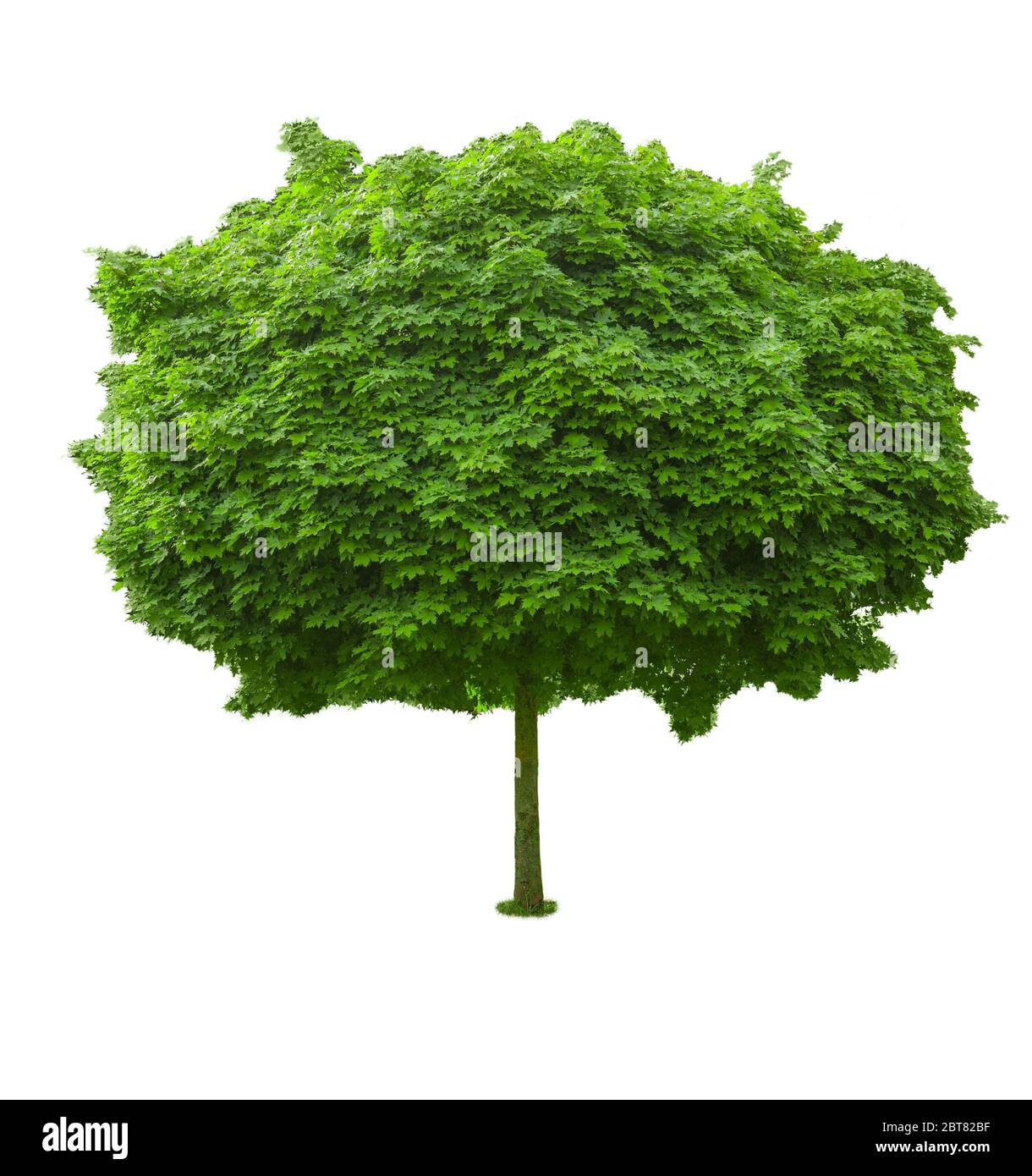 Grüner Baum mit dichtem Laub kugelförmige Form isoliert auf weiß. Stockfoto